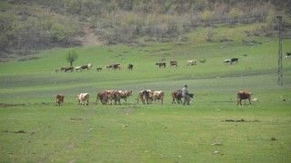 Aydında üreticilere hibe yem bitkisi tohumu dağıtılacak