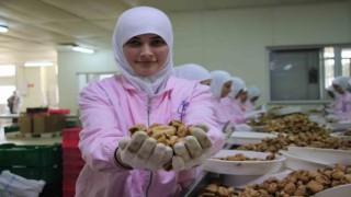 Aydının kuru inciri 100den fazla ülkede ağızları tatlandırıyor