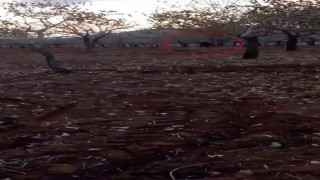 Bahçeye giren domuzu traktörle kovaladı