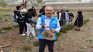 Balıkesirde botanik bahçesinde ilk safran hasadı yapıldı