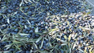 Balıkesirde kuraklıktan büyüyemeyen zeytin yüz güldürmedi