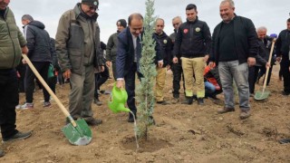 Bandırmada yanan alanda 750 çam fidanı toprakla buluştu