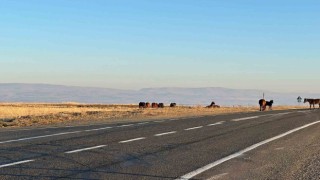 Başıboş atlar tehlike saçıyor