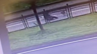 Başıboş köpeklerden kaçarken trafiğin vızır vızır aktığı yola atladı