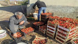 Batmanda 3 mevsim üretimi devam eden organik çilekte yılın son hasadı başladı