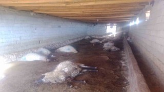 Batmanda mera dönüşü zehirlenen 120 koyundan 50si telef oldu