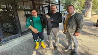 Belediye personeli yaralı buldukları doğanı Doğa Parkına teslim etti