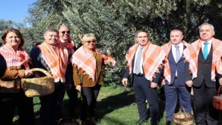 Bergamada yeni sezon zeytin hasadı başladı