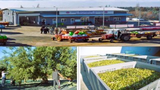 Beyağaç Belediyesinin yağ fabrikası zeytincilerin hizmetine açıldı