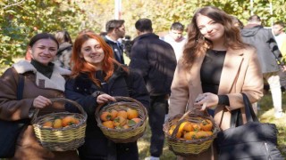 Bilecikte 6 yıl önce deneme amaçlı dikilen hurma fideleri ilk meyvelerini verdi