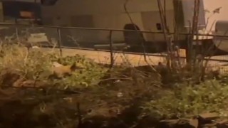 Bilecikte aç kalan tilkiler şehre indi