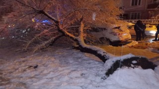 Bilecikte ağaç otomobilin üstüne devrildi