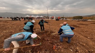 Bilecikte mahkumlar fidan dikimine katıldı