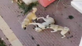 Bilecikte vatandaşlar sahipsiz köpek korkusundan sokağa çıkamıyor