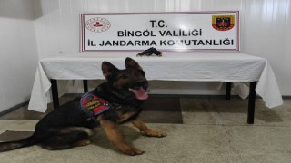 Bingölde araması bulunan 3 kişi yakalandı