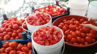 Bitliste kadın kooperatifi ilk hasadını gerçekleştirdi