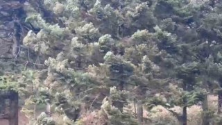 Boluda kuvvetli rüzgar etkili oluyor
