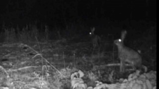 Boluda yaban hayatı fotokapanlara yansıdı