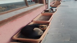 Bu köpekler işlerini biliyor