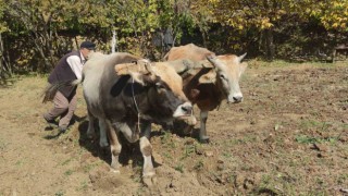 Bu köydeki tarım halen karasabanla yapılıyor