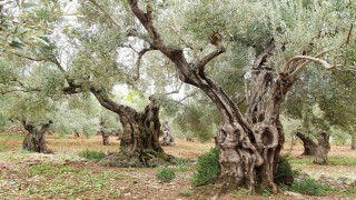 Bugün tüm dünya da Zeytin Ağacı Günü kutlanıyor