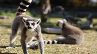 Bursa Hayvanat Bahçesi 26 yaşında