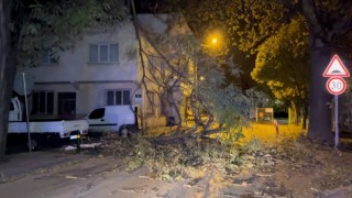 Bursada şiddetli rüzgar ağacı devirdi, yol kapandı
