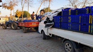 Bursada zeytin üreticilerinin Tarım Kredi çilesi