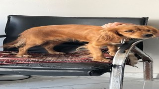 Çalınan Badem isimli köpek her yerde aranıyor