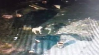 Çalındı zannedilen köpek, kurtlar tarafından parçalandı: O anlar kamerada