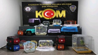 Çanakkalede papağan operasyonu: 63 papağana el konuldu