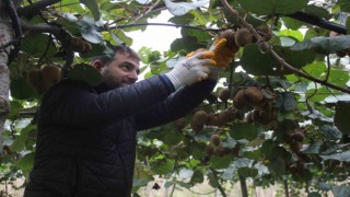 Çarşamba Ovasında kivi hasadına başlandı