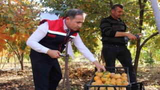Denemek için bahçesine cennet hurması ekti, geçimini bununla sağlamaya başladı