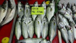 Denizlerin prensi lüfer 1200 liradan tezgahta