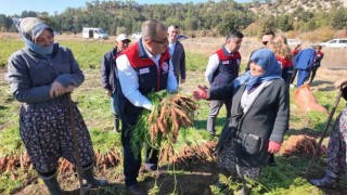 Denizlide bu yıl 5 bin ton havuç hasat edilecek