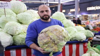 Dev lahanalara nazar değil, büyümeyen lahanalar tarlada kaldı