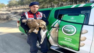 Devriye atan jandarma yaralı kızıl şahin buldu