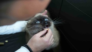 Dışı güzel içi keder kedi ırkı: Scottish