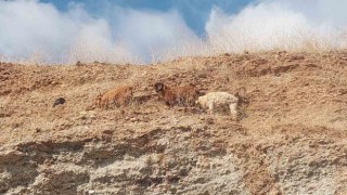 Diyarbakırda 3 keçi 2 gündür mahsur kaldıkları yerden kurtarıldı
