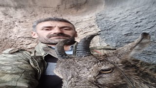 Doğada bitkin düşen dağ keçisi ekiplere teslim edildi