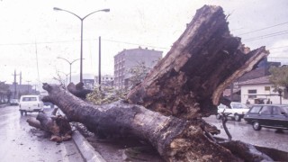 Dua Çınarı üniversitede sergileniyor
