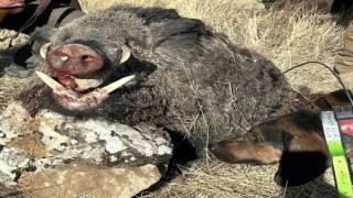 Elazığda avcılar 300 kiloluk domuz avladı