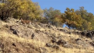 Elazığda dağ keçileri görüldü