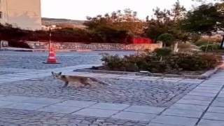 Elazığı tilkiler sardı