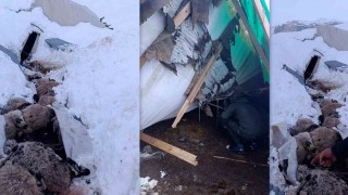 Erzincanda hayvanların kaldığı çadır çöktü, 55 koyun telef oldu