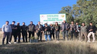 Erzincanda ilk defa trüf mantarı ormanı oluşturuldu