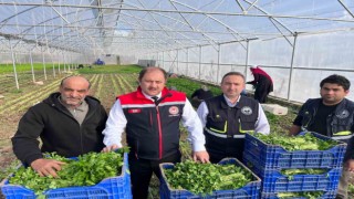 Erzincanda kışlık sebze hasadı başladı