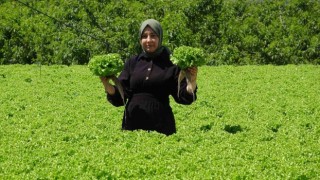 Erzincanda marul hasadı başladı
