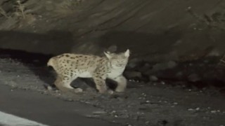 Erzincanda nesli tükenme tehlikesi altında bulunan vaşak görüntülendi