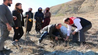 Erzincanda Tuz Çalısı Ormanı kuruldu
